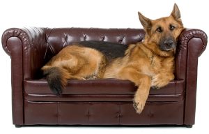 German shepherd relaxing on sofa after dog massage with Alana Stevenson