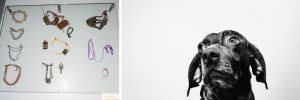 dog next to shock collars and other aversive training tools