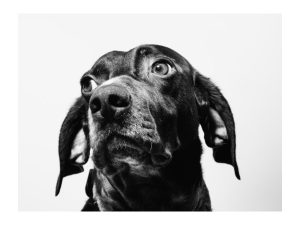 shock collars and training collars — anxious dog in black and white © Fabian Gieske