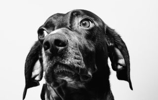 anxious dog looking away — article on shock collars and dog training