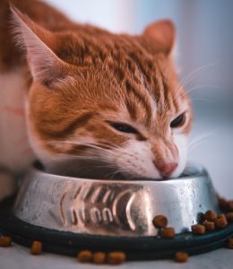 hungry orange cat eating