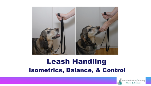 dog training video — Leash Handling: Isometrics, Balance & Control by Alana Stevenson