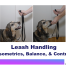dog training video — Leash Handling: Isometrics, Balance & Control by Alana Stevenson