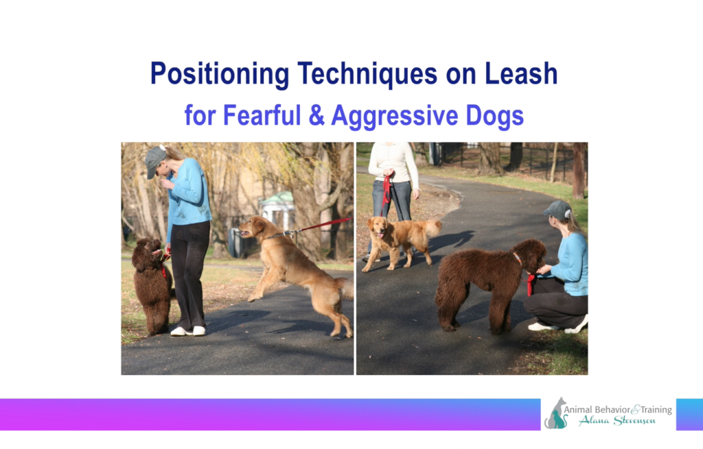 Leash techniques for fearful and aggressive dogs — training video by Alana Stevenson