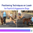 Leash techniques for fearful and aggressive dogs — training video by Alana Stevenson