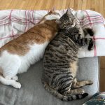  aggression and fighting between cats — review for Alana Stevenson, Albany, NY