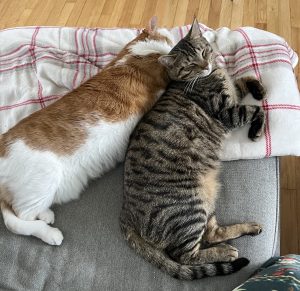 aggressive cats reviews alana stevenson