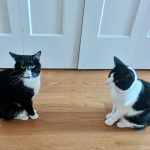 inter-cat aggression after introducing a new cat, Burlington, Massachusetts — review for Alana Stevenson