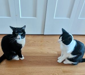 inter-cat aggression behavior modification