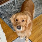 training help for Golden Retriever with leash reactivity toward other dogs — client review for Alana Stevenson, Massachusetts