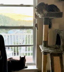 Inter-cat aggression Alana Stevenson reviews, Rhode Island