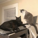Alana Stevenson reviews inter-cat aggression, Northampton, Massachusetts