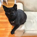 helping a blind cat, Alana Stevenson client testimonial — Boston, Massachusetts, New York City