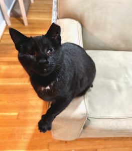 helping a blind cat, New York, Alana Stevenson