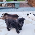 dog training and behavior modification for rescue dogs — fear of strangers, leash reactivity, being lifted and carried — Boston, Massachusetts, Alana Stevenson review