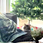 Alana Stevenson review — cat play aggression and biting, Walpole, Massachusetts