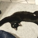 cat client review for petting aggression and play aggression with Smiity — Crestview, Florida