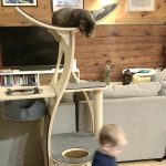 cat urinating on the rugs, cats and toddlers, Vermont — Alana Stevenson review