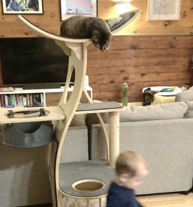 Cats & toddlers, cats & children, problem feline urination, Alana Stevenson, Vermont