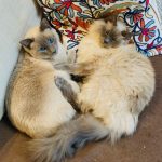 play aggression and fighting between cats, Alana Stevenson review — Boston, Massachusetts