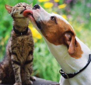 Cute hound dog mix licking tabby cat representing Animal Behavior Services by Alana Stevenson