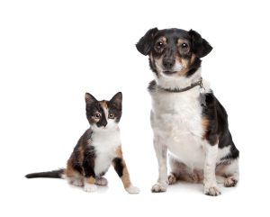 Calico kitten sitting with small Jack Russell mix for Alana Stevenson's animal behavior services