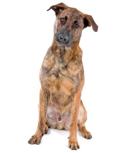 Large mixed breed dog sitting representing dog massage therapy with Alana Stevenson