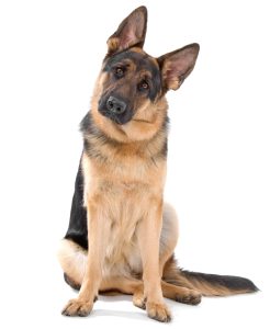 German shepherd sitting for dog massage therapy with Alana Stevenson