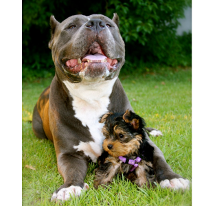 online dog behavior consults for fear, aggression, and anxiety with Alana Stevenson — rescued pit bull and Yorkie