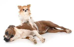 dog massage therapy with Alana Stevenson in Vermont—Pomeranian sitting on pit bull