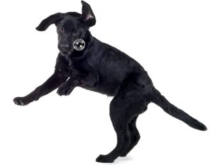 positive puppy training with Alana Stevenson—black Labrador retriever playing with bubbles
