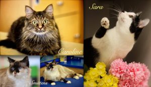 Adopt cats from the shelter — four pretty shelter cats with flowers