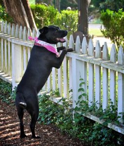 shelter dog "Molly"