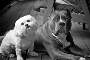 rescued pit bull "Poodle Dave" with his friend, a white Maltese
