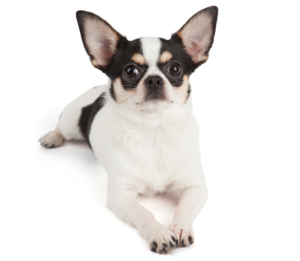 dog behavior and training articles by Alana Stevenson — Chihuahua lying down