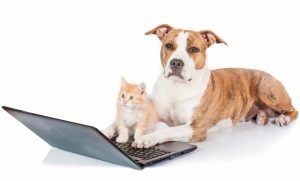 online dog training and cat behavior consults — Staffordshire terrier with orange kitten with laptop