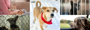 adopt a dog or cat from the animal shelter