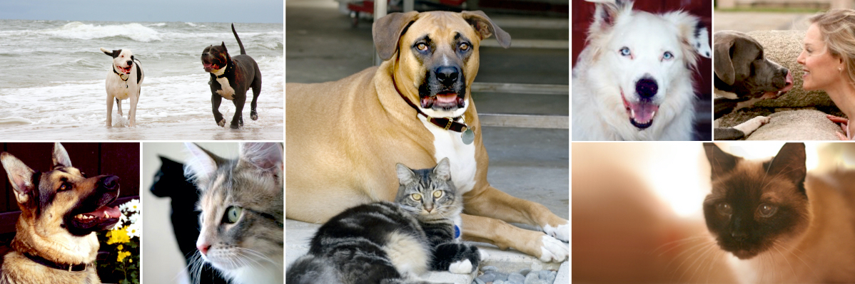dogs and cats representing dog training and cat behavior services with Alana Stevenson