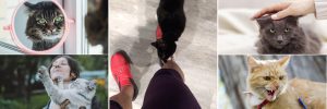 cat behavior consults with Alana Stevenson