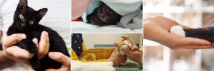 cat behavior and handling webinars by Alana Stevenson
