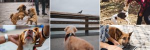 dog behavior consults for fear, aggression, and reactivity with Alana Stevenson