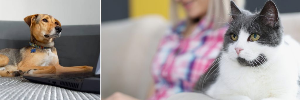 dog behavior training and cat behavior articles by Alana Stevenson