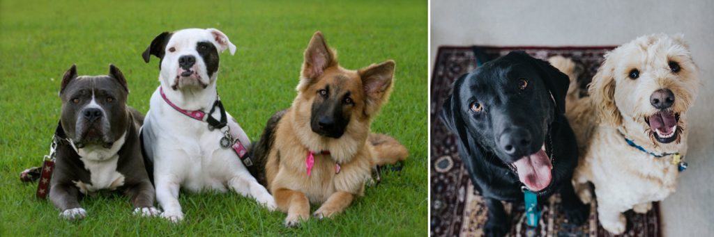 happy dogs for positive puppy and dog training classes with Alana Stevenson