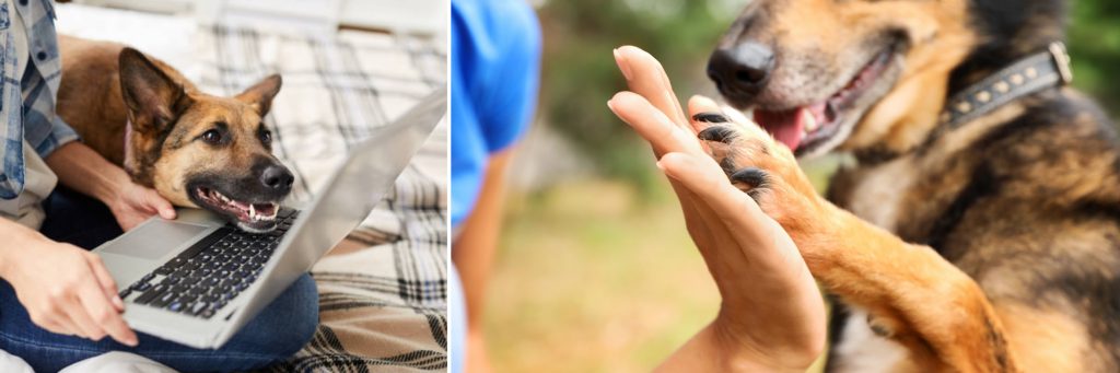 dog training instruction tutorials by Alana Stevenson