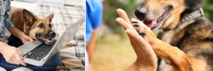 dog training instruction tutorials by Alana Stevenson