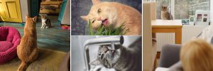 cat-friendly interior design with Alana Stevenson