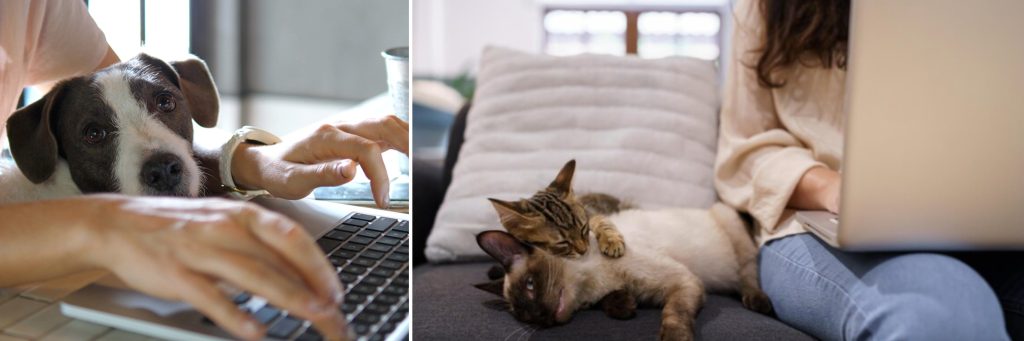 international consults for cat and dog behavior problems with Alana Stevenson