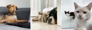 dog and cat behavior consults online with Alana Stevenson, animal behaviorist