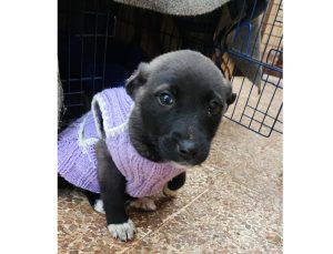 Dog Rescue in Syria