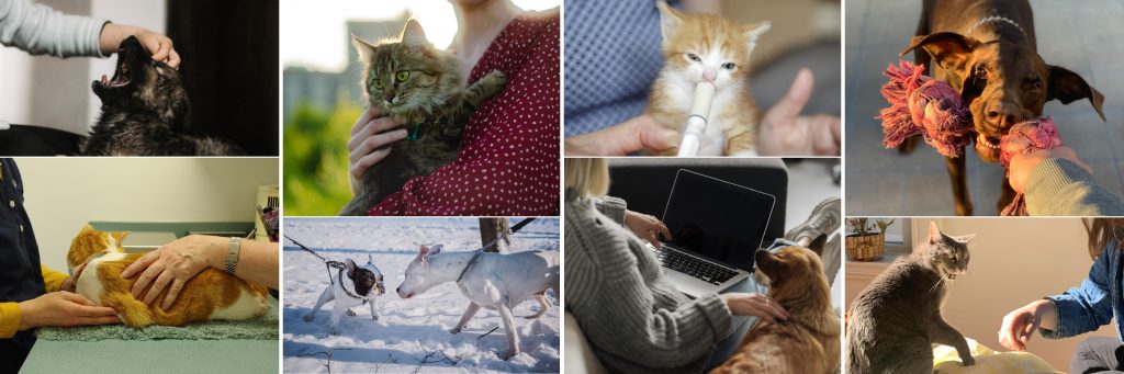 humane handling and behavioral education for animal professionals and shelter staff